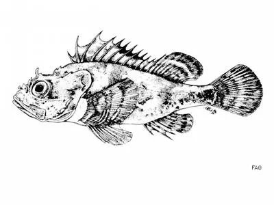 Cadenat's rockfish (Scorpaena loppei)
