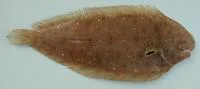 Cadenat's sole (Pegusa cadenati)