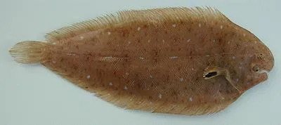 Cadenat's sole (Pegusa cadenati)
