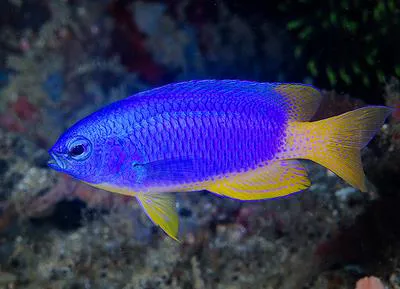 Caerulean damsel (Pomacentrus caeruleus)