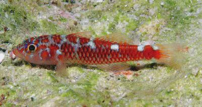 Caesiura dwarfgoby (Trimma caesiura)