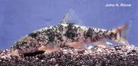 Cahita sucker (Catostomus cahita)