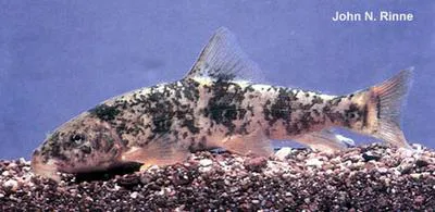 Cahita sucker (Catostomus cahita)