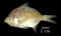 Caitipa mojarra (Diapterus rhombeus)