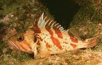 Calico rockfish (Sebastes dallii)