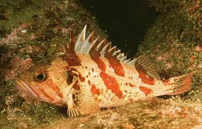 Calico rockfish (Sebastes dallii)