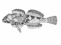 Calico sculpin (Clinocottus embryum)