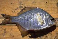 Calico surfperch (Amphistichus koelzi)
