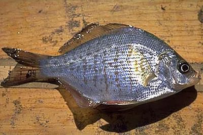 Calico surfperch (Amphistichus koelzi)