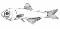 California flashlightfish (Protomyctophum crockeri)