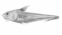 California grenadier (Nezumia stelgidolepis)