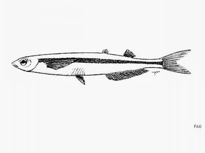 California grunion (Leuresthes tenuis)