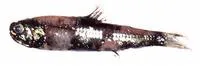California headlightfish (Diaphus theta)