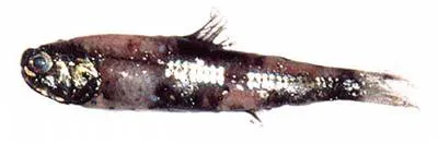 California headlightfish (Diaphus theta)