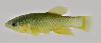California killifish (Fundulus parvipinnis)