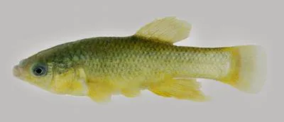 California killifish (Fundulus parvipinnis)