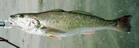 California kingcroaker (Menticirrhus undulatus)