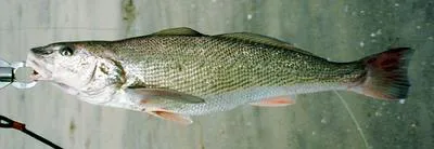 California kingcroaker (Menticirrhus undulatus)