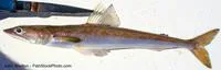 California lizardfish (Synodus lucioceps)