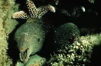California moray (Gymnothorax mordax)