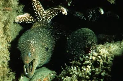 California moray (Gymnothorax mordax)