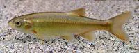 California roach (Hesperoleucus symmetricus)
