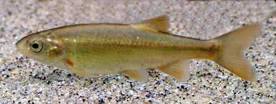 California roach (Hesperoleucus symmetricus)