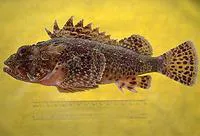 California scorpionfish (Scorpaena guttata)