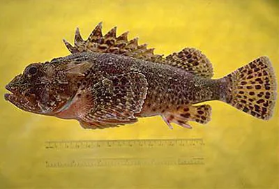 California scorpionfish (Scorpaena guttata)