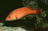 California sheephead (Semicossyphus pulcher)