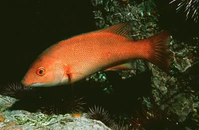 California sheephead (Semicossyphus pulcher)