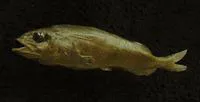 California slickhead (Alepocephalus tenebrosus)