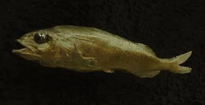 California slickhead (Alepocephalus tenebrosus)