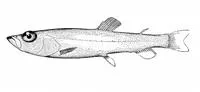 California smoothtongue (Leuroglossus stilbius)