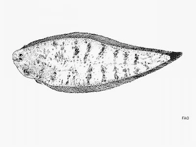California tonguefish (Symphurus atricaudus)