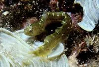 California worm blenny (Stathmonotus sinuscalifornici)