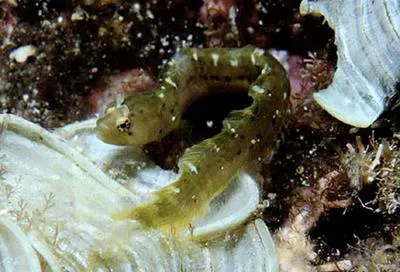 California worm blenny (Stathmonotus sinuscalifornici)