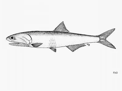 Californian anchovy (Engraulis mordax)