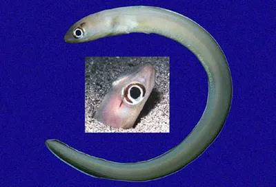 Californian conger (Paraconger californiensis)