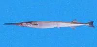 Californian needlefish (Strongylura exilis)