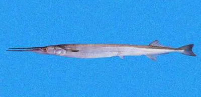 Californian needlefish (Strongylura exilis)
