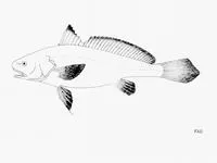 Cameroon croaker (Pseudotolithus moorii)