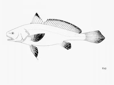 Cameroon croaker (Pseudotolithus moorii)