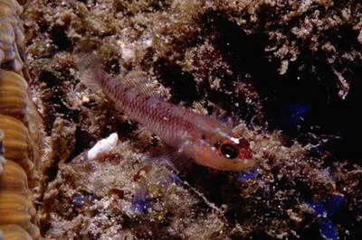 Cameroon goby (Wheelerigobius wirtzi)