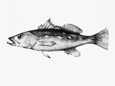 Camotillo (Paralabrax albomaculatus)