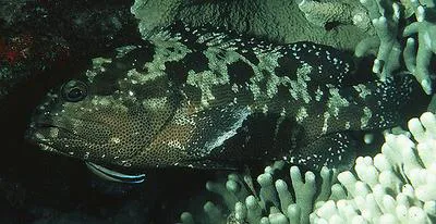 Camouflage grouper (Epinephelus polyphekadion)