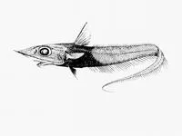 Campbell whiptail (Coelorinchus kaiyomaru)