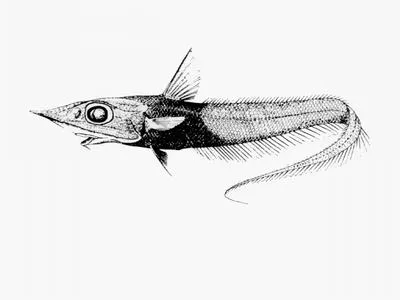 Campbell whiptail (Coelorinchus kaiyomaru)