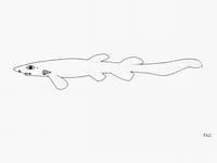 Campeche catshark (Parmaturus campechiensis)