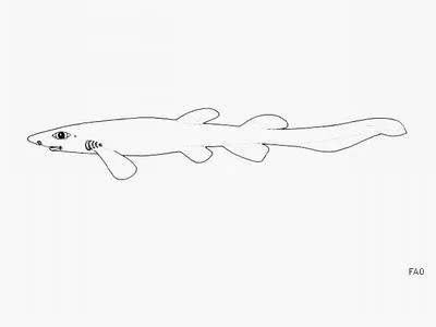 Campeche catshark (Parmaturus campechiensis)